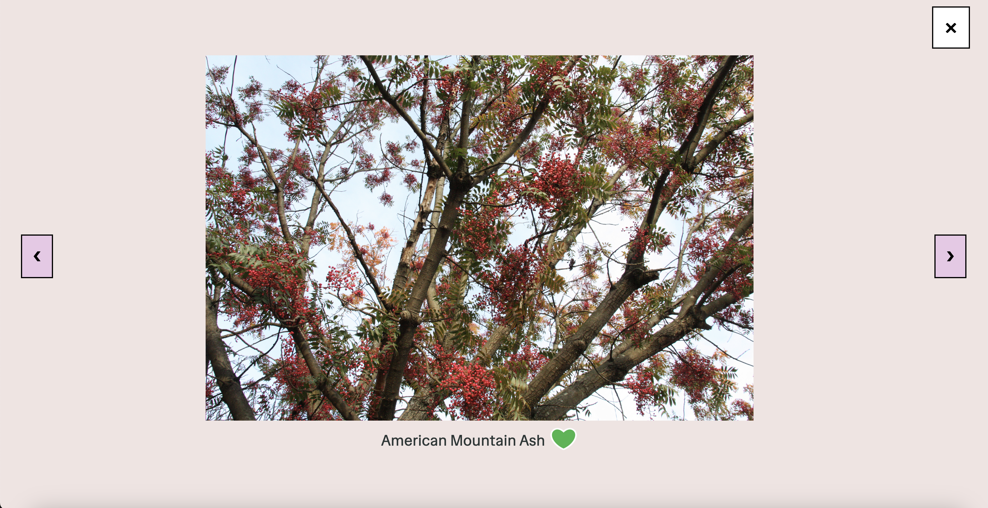 Screenshot of Plants website. Screen contains a full-screen photo slideshow, with a photo of an American Mountain Ash tree.